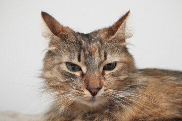 Naklejka na ściany i meble A beautiful brown cat is lying, long fur on a white background. Green eyes. Fluffy