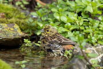 Goldammer (Emberiza citrinella)