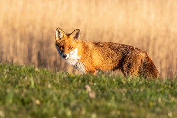Fuchs auf dem Deich im Abendlicht.