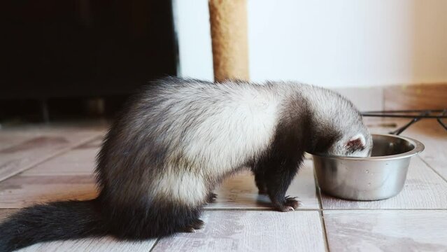 Black and white ferret eats meat from an iron plate. Ferret breakfast, diet, healthy animal food