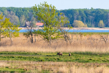 Landschaftsidyll mit Wildschweinen.