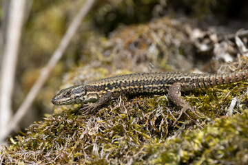 Mauereidechse (Podarcis muralis)