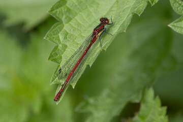 Frühe Adonislibelle oder auch Frühe Adonisjungfer (Pyrrhosoma nymphula)