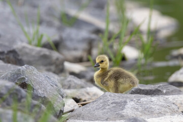 Kanadagans (Branta canadensis)