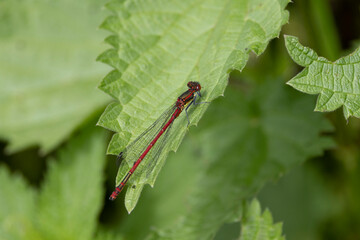 Frühe Adonislibelle oder auch Frühe Adonisjungfer (Pyrrhosoma nymphula)