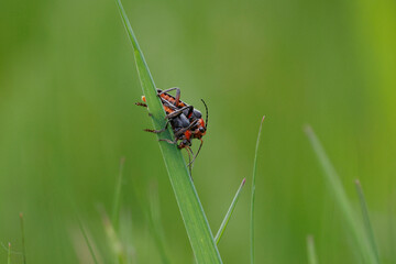 adobe stock GNOR ausgewertet