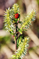 A willow branch with soft fluffy buds and a ladybug