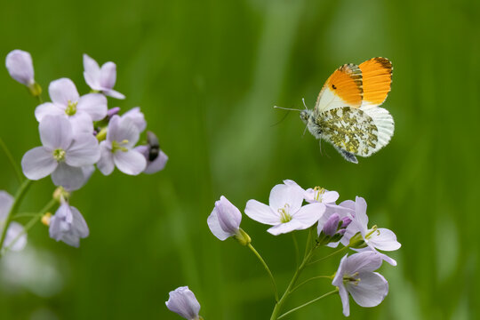 Aurorafalter&nbsp;(Anthocharis cardamines)