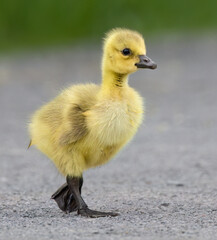 Kanadagans (Branta canadensis)