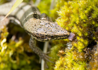 Mauereidechse (Podarcis muralis)