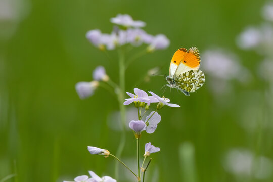 Aurorafalter&nbsp;(Anthocharis cardamines)