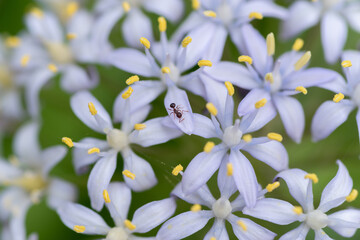 花の上にいる蟻