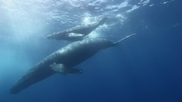 Humpback whales underwater of Pacific Ocean. Giant animal Megaptera Novaeangliae in Tonga Polynesia. Concept of family idyll of whales giant sea animals and underwater megafauna.