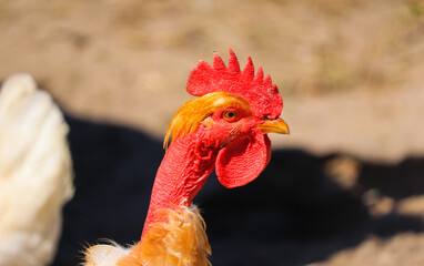 portrait of a rooster