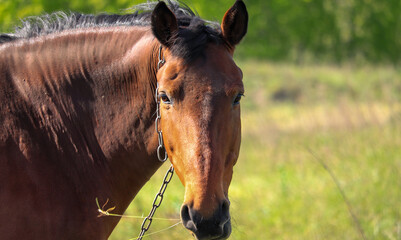 The horse looks into the lens.