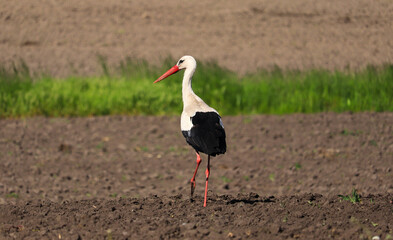 stork on the ground