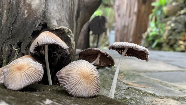Video of a group of tiny mushrooms that live on soil or rock during the day. Wild Mushroom Fungi. Poisonous Mushroom.