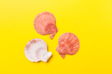 Sea shells on color background, top view