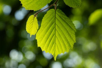 Fototapeten close up of green beech leaf © twanwiermans