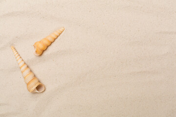 Sea shells on sand, top view