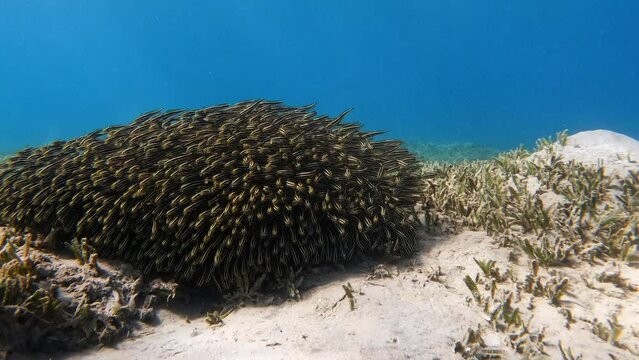 A swarm of coral reef catfish is swimming over a bed of seagrass, at Makadi Bay in the Red Sea in Egypt.