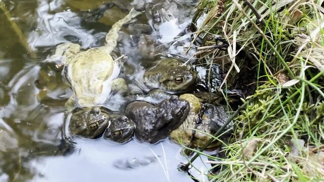 A bunch of European Common toads is mating in a small forest lake in Germany.