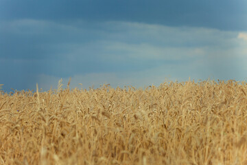 Wheat field before a thunderstorm during the harvest.