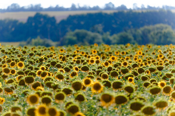 Sunflower field. Agriculture in Ukraine. Development and cultivation of organic products.