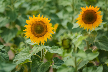 Fototapeta premium Sunflower flower closeup. Growing organic crops in Ukraine. Restoration of agriculture after the war, the revival of the country.