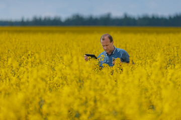 Agronomist man inspects rapeseed crops. Increasing yields and organic food production. Application of new technologies in agriculture.