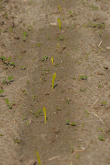 Close-up of corn sprouts on the field. Organic cultivation of crops for food. Caring for the environment on the planet.