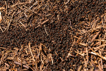 Forest Ants Building Their Nest and Forming Ant Trails