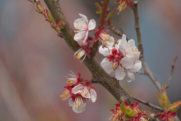 雨に濡れた梅の花