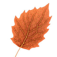 Obraz premium autumn maple leaf