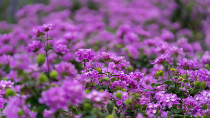 Lovely Purple Flowers Field