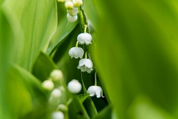 kwitnące w słońcu konwalie  - makro © siwyk