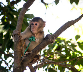 Monkey sitting on tree in a forest. Wildlife.