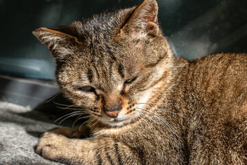 cool cat domineering eyes