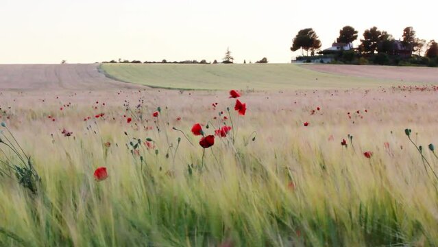 Beautiful video with red poppies growing in a green meadow, wheat field in spring day. Wild grasses and ears, flowers swaying in a wind. The energy of nature, ecology concept. Wildflowers growing.