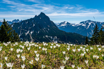Alps crocuses spring flowers on a mountain meadow in Tannheimer valley