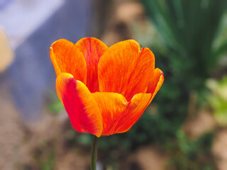 Closeup of red orange tulip with pistil, surrounded by green background.