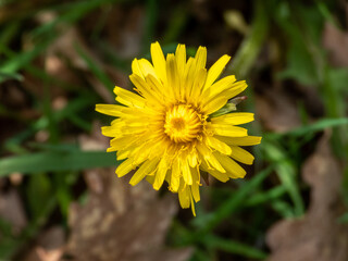 yellow flower of a dandelion in the forest