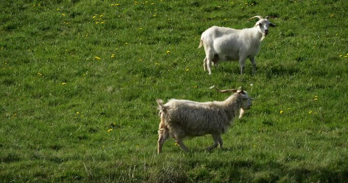Group o goats in the fields, Herault department, France