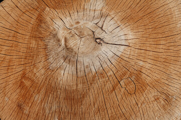 A large piece of tree trunk. Neutral brown hardwood background.