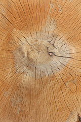 A tree trunk with rings and cracks. Lumber organic texture close-up, natural wooden background.