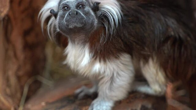 Cotton Top Tamarin Monkey, Saguinus oedipus, sitting in natural environment slow motion