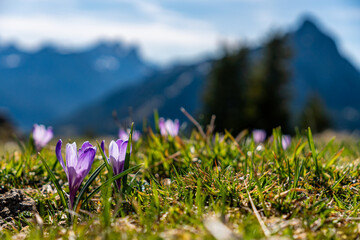 Alps crocuses spring flowers on a mountain meadow in Tannheimer valley