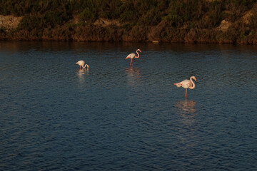 Flamants roses dans le marais, france, bouche du rhone, Camargue, grau du roi