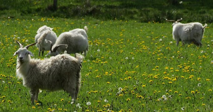 Group o goats in the fields, Herault department, France