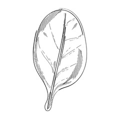 Black Hand Drawn Basil Leaf. Detailed Organic Product Sketch. Cooking Spicy Ingredient. Italian Herbs.